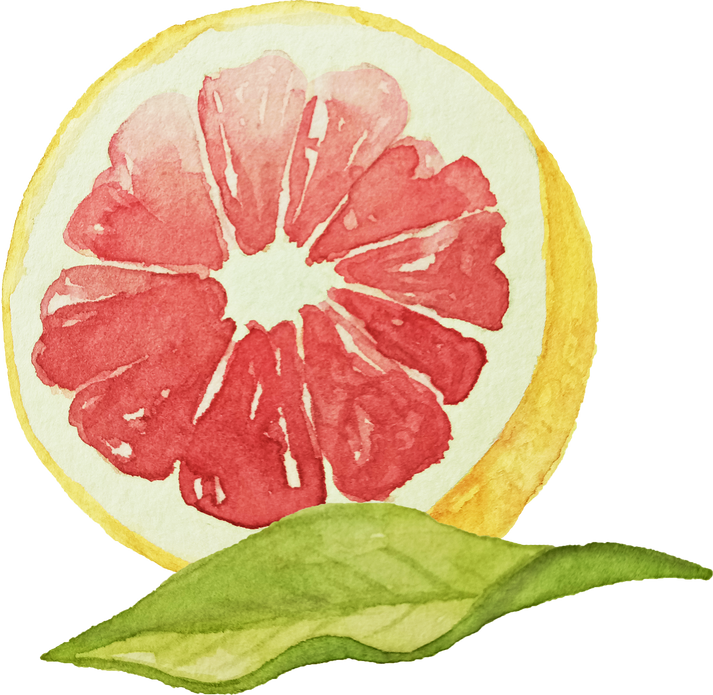 Watercolor Grapefruit